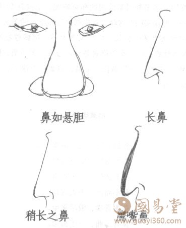 鼻子面相,鼻如悬胆