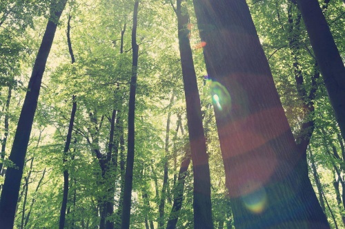 五行属木的城市有哪些? 五行属木的城市有哪些?