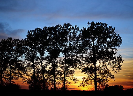 梦见树木是什么意思 梦见树木有什么预兆